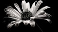 single Marquerite Daisy against a plain black backdrop Royalty Free Stock Photo