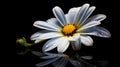 single Marquerite Daisy against a plain black backdrop Royalty Free Stock Photo