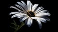 single Marquerite Daisy against a plain black backdrop Royalty Free Stock Photo