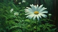 single Marquerite Daisy Royalty Free Stock Photo
