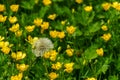 Among Yellow Buttercups, a Mature Dandelion Stands Alone. Royalty Free Stock Photo