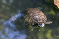 A turtle swim in the lake, in the sun