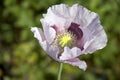 Mauve poppy Royalty Free Stock Photo