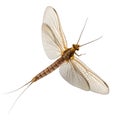 Mayfly insect with translucent wings and long tails on white background ephemeroptera aquatic insect Royalty Free Stock Photo