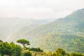 Single mediterranean pine tree growing on the top of the hill. Evergreen trees forests filling the gradient mountain range