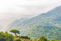 Single mediterranean pine tree growing on the top of the hill. Evergreen trees forests filling the gradient mountain range Royalty Free Stock Photo