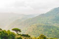 Single mediterranean pine tree growing on the top of the hill. Evergreen trees forests filling the gradient mountain range