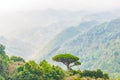 Single mediterranean pine tree growing on the top of the hill. Evergreen trees forests filling the gradient mountain range Royalty Free Stock Photo