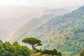 Single mediterranean pine tree growing on the top of the hill. Evergreen trees forests filling the gradient mountain range Royalty Free Stock Photo