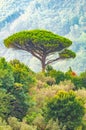 Single mediterranean pine tree growing on the top of the hill. Evergreen trees forests filling the gradient mountain range