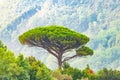 Single mediterranean pine tree growing on the top of the hill. Evergreen trees forests filling the gradient mountain range