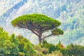 Single mediterranean pine tree growing on the top of the hill. Evergreen trees forests filling the gradient mountain range