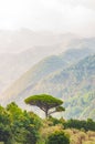 Single mediterranean pine tree growing on the top of the hill. Evergreen trees forests filling the gradient mountain range