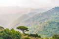 Single mediterranean pine tree growing on the top of the hill. Evergreen trees forests filling the gradient mountain range Royalty Free Stock Photo