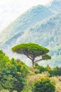 Single mediterranean pine tree growing on the top of the hill. Evergreen trees forests filling the gradient mountain range