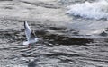 Single mediterranean seagull approaching calm water, with water in the background
