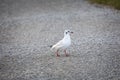 Single mediterranean seagull walking on a gravel path