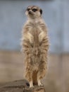 Single Meercat