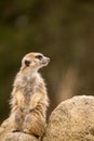 Single Meerkat Checking the Area, Selective Focus