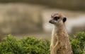 Single Meerkat portrait with green background Royalty Free Stock Photo