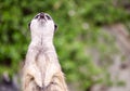 Single Meerkat Portrait Royalty Free Stock Photo