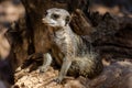 Single Meerkat Sits on a Trunk with Alert Expression. Funny Suricata with Claws at its Natural Habitat. Royalty Free Stock Photo