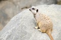 Single Meerkat Sitting on a Rock Royalty Free Stock Photo