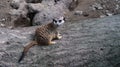 Single meerkat standing on a log at the zoo park in Belgrade, Se Royalty Free Stock Photo