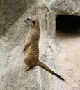 Single meerkat is standing. Royalty Free Stock Photo