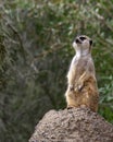 Single meerkat standing on a rock looking out for predators. Royalty Free Stock Photo