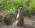 Single meerkat standing up in the grass