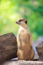 single meerkat