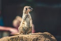 A single Meerkat stands upright at a zoo looking at tourists who pass by. Royalty Free Stock Photo