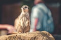 A single Meerkat stands upright at a zoo looking at tourists who pass by. Royalty Free Stock Photo