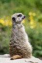 Single meerkat suricata suricatta a carnivore of the mongoose family