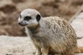 Single meerkat suricata suricatta a member of the mongoose family