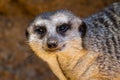 A Single Meerkat or Suricate with a Curious Look Royalty Free Stock Photo