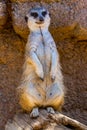 A Single Meerkat or Suricate Standing Watch for the Pack