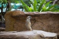 Single meerkat was standing ooking for hunter Royalty Free Stock Photo