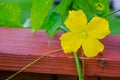 Single melon flower Royalty Free Stock Photo