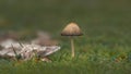 A Single Mica Cap (Coprinellus Micaceus) Royalty Free Stock Photo