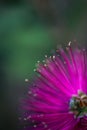 Single mimosa pudica flower in full bloom, perched atop a green stem in a close-up shot Royalty Free Stock Photo