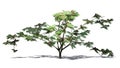 Single Mimosa tree with blossoms Royalty Free Stock Photo
