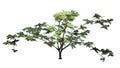 Single Mimosa tree with blossoms Royalty Free Stock Photo