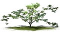 Single Mimosa tree on a green area Royalty Free Stock Photo