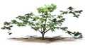 Single Mimosa tree on a sand area Royalty Free Stock Photo