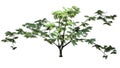 Single Mimosa tree Royalty Free Stock Photo