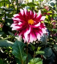 A single minded focus on dahlia Royalty Free Stock Photo