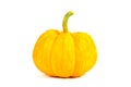 Single mini pumpkin