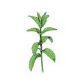 Single mint, plant Royalty Free Stock Photo